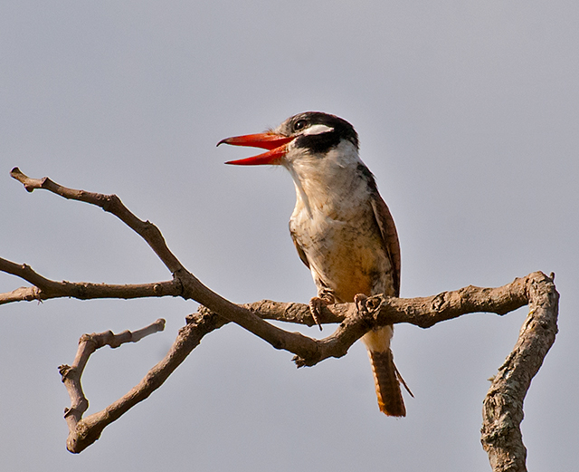 White-eared Puffbird
