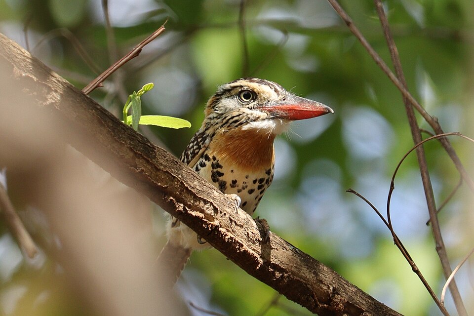 Caatinga Puffbird