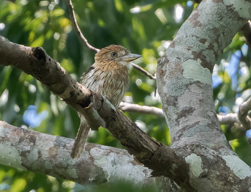 Eastern Striolated Puffbird