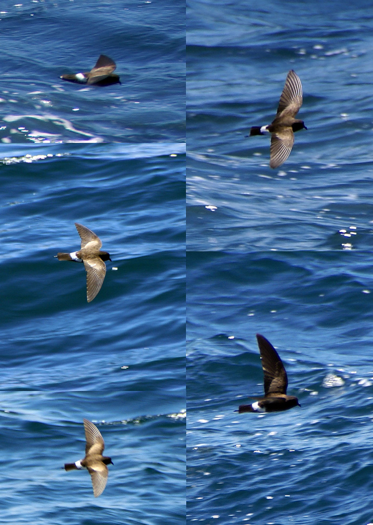 Elliot's Storm Petrel
