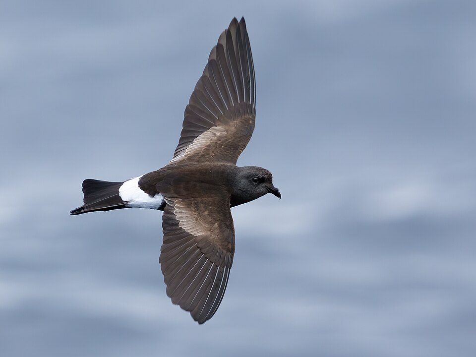 Wilson's Storm Petrel
