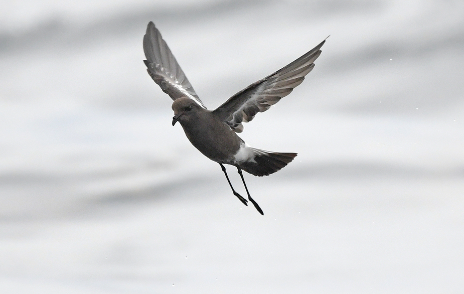 Pincoya Storm Petrel