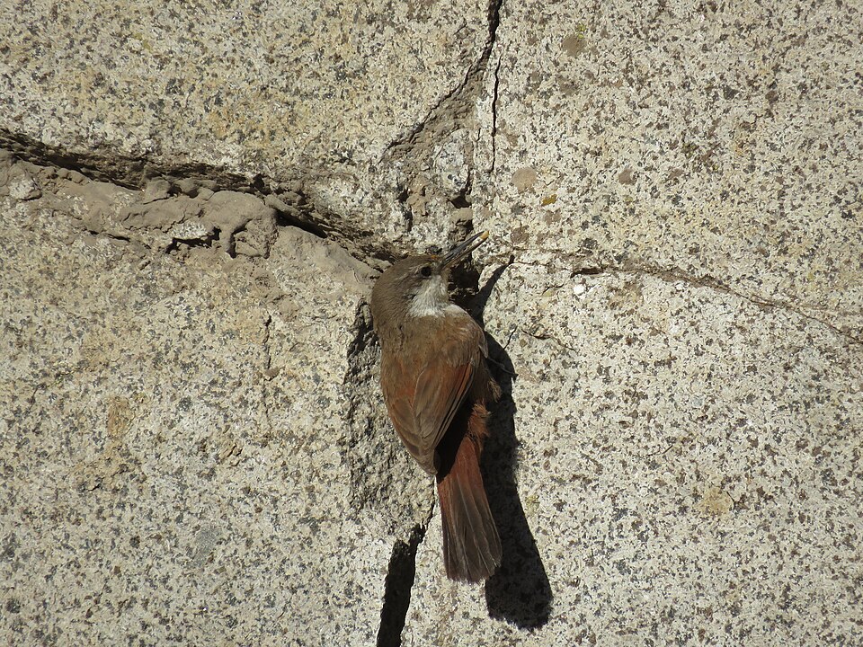 Crag Chilia