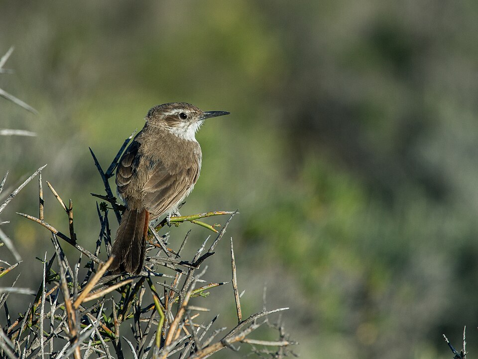 Band-tailed Earthcreeper