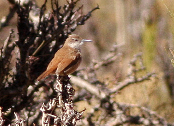Straight-billed Earthcreeper