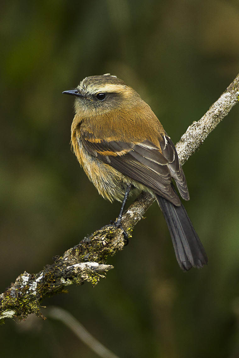 Brown-backed Chat-Tyrant