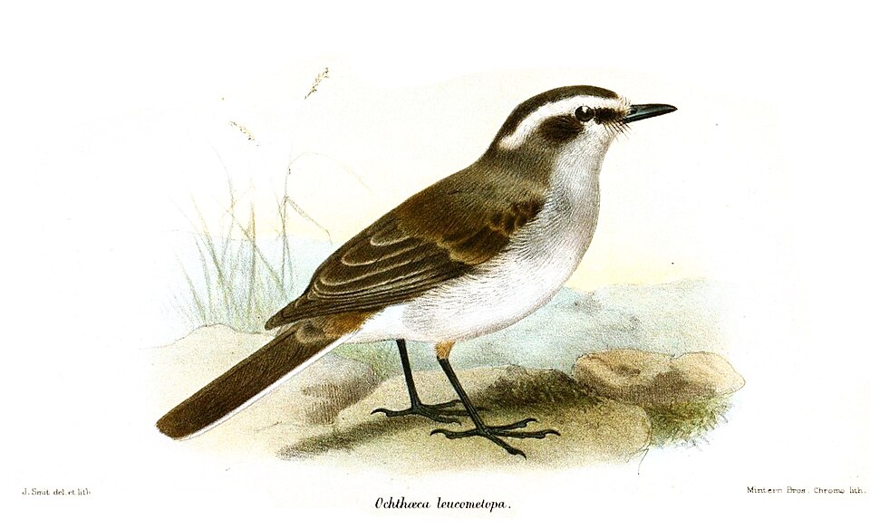 White-browed Chat-Tyrant