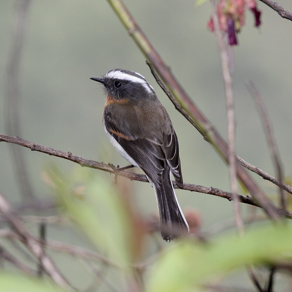 Rufous-breasted Chat-Tyrant