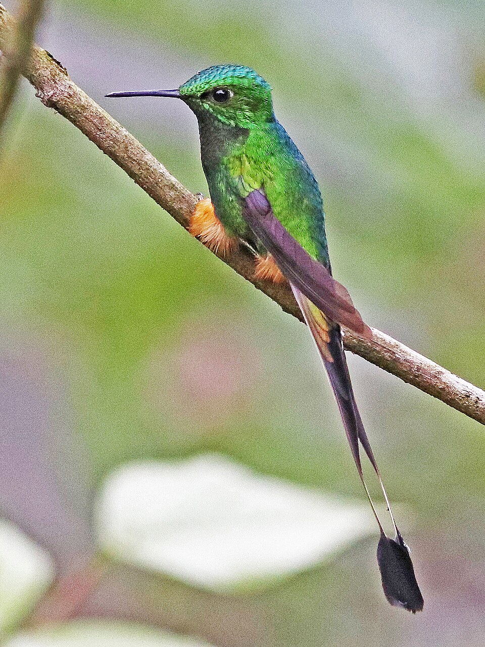 Peruvian Racket-tail