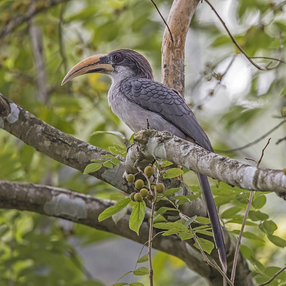 Sri Lanka Grey Hornbill