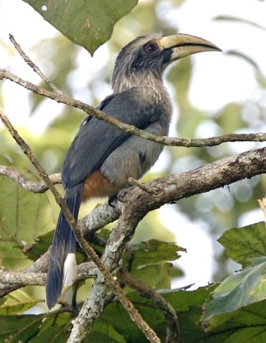 Malabar Grey Hornbill
