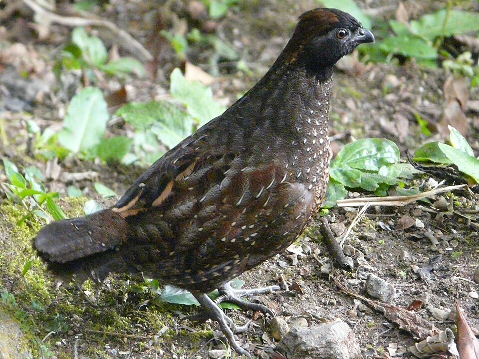 Black-fronted Wood Quail