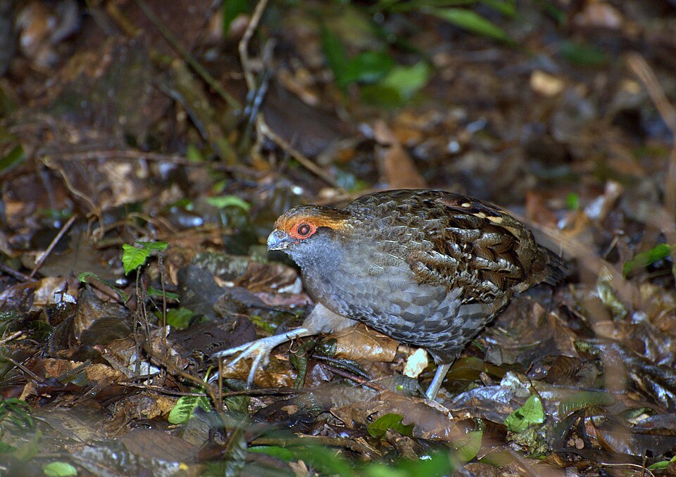Spot-winged Wood Quail