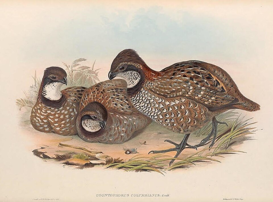 Venezuelan Wood Quail