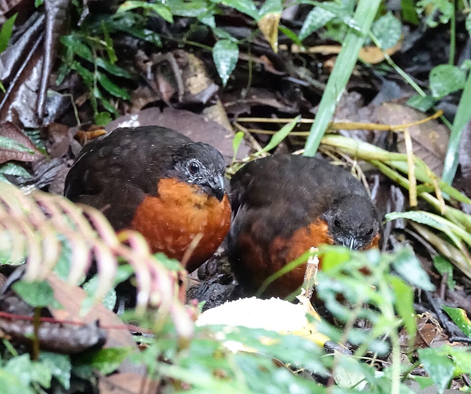 Rufous-fronted Wood Quail