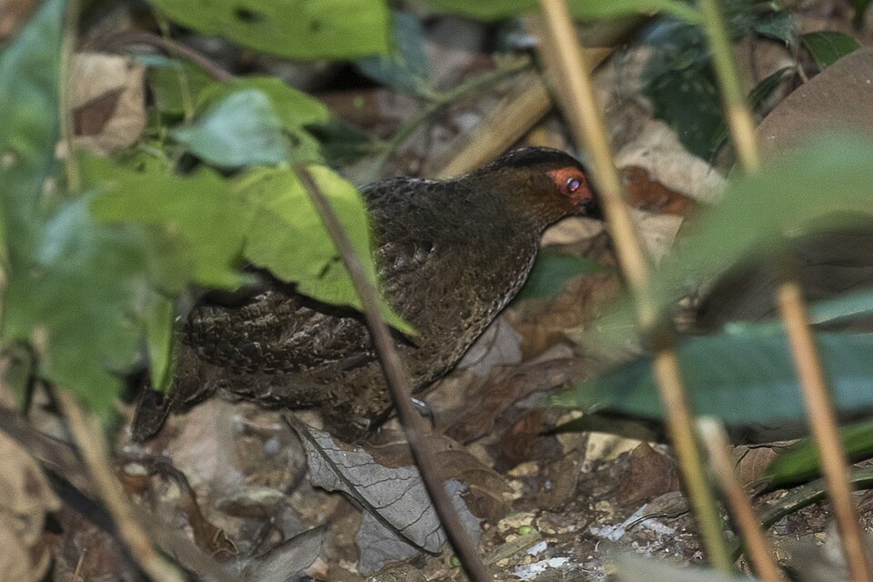Marbled Wood Quail