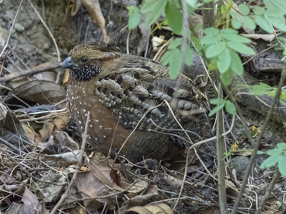 Spotted Wood Quail