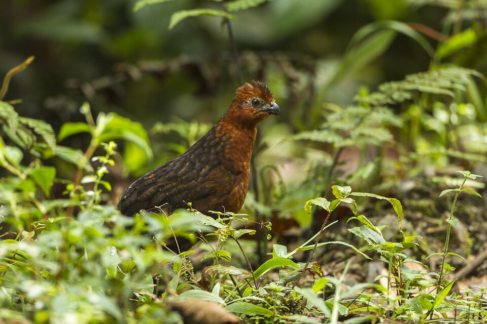 Chestnut Wood Quail