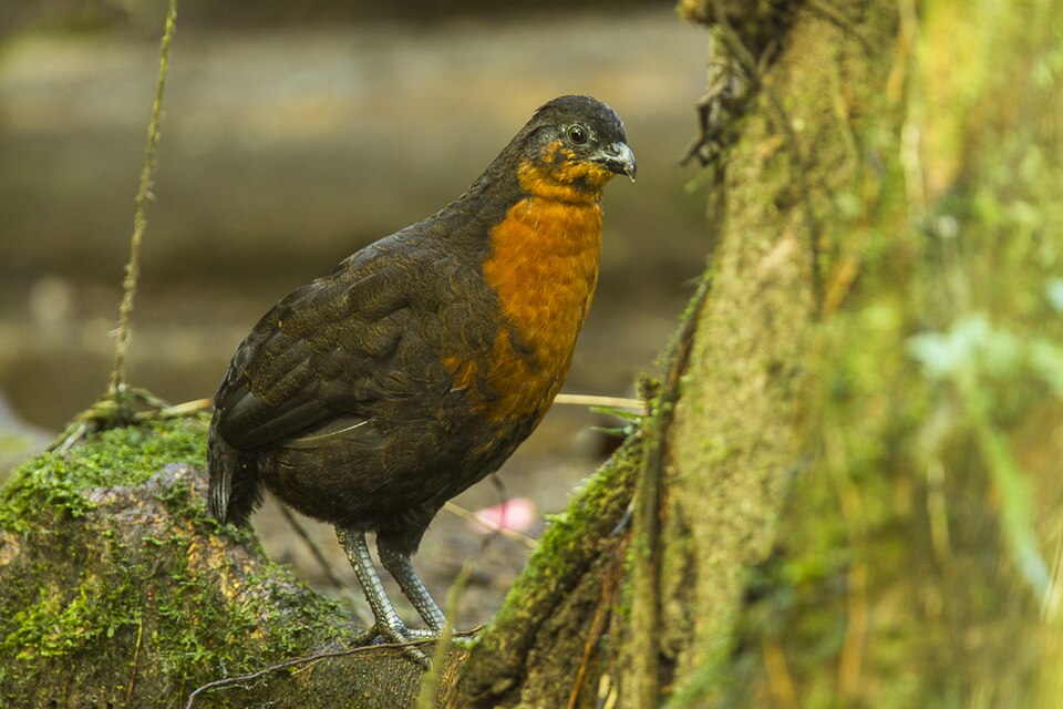 Dark-backed Wood Quail