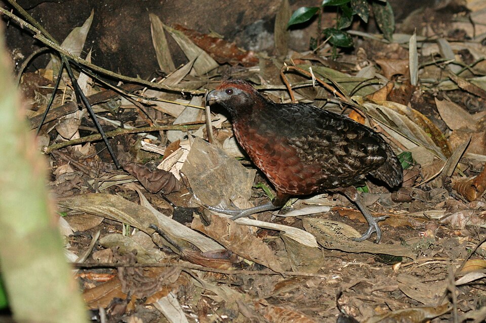 Black-eared Wood Quail
