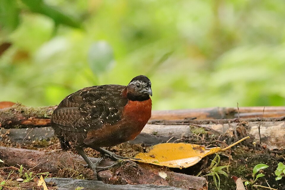 Rufous-breasted Wood Quail