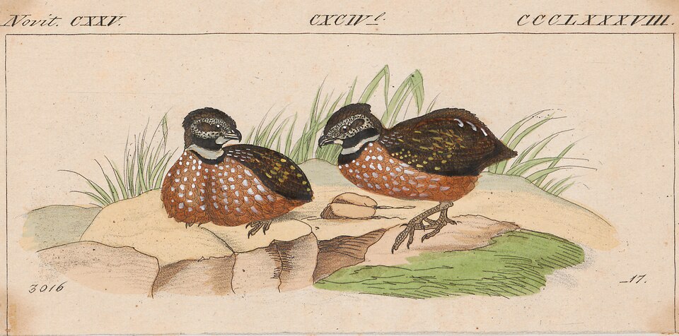Gorgeted Wood Quail