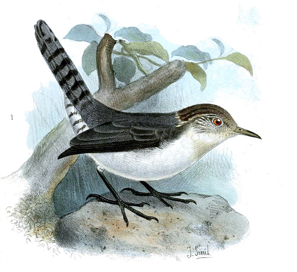 Grey-mantled Wren