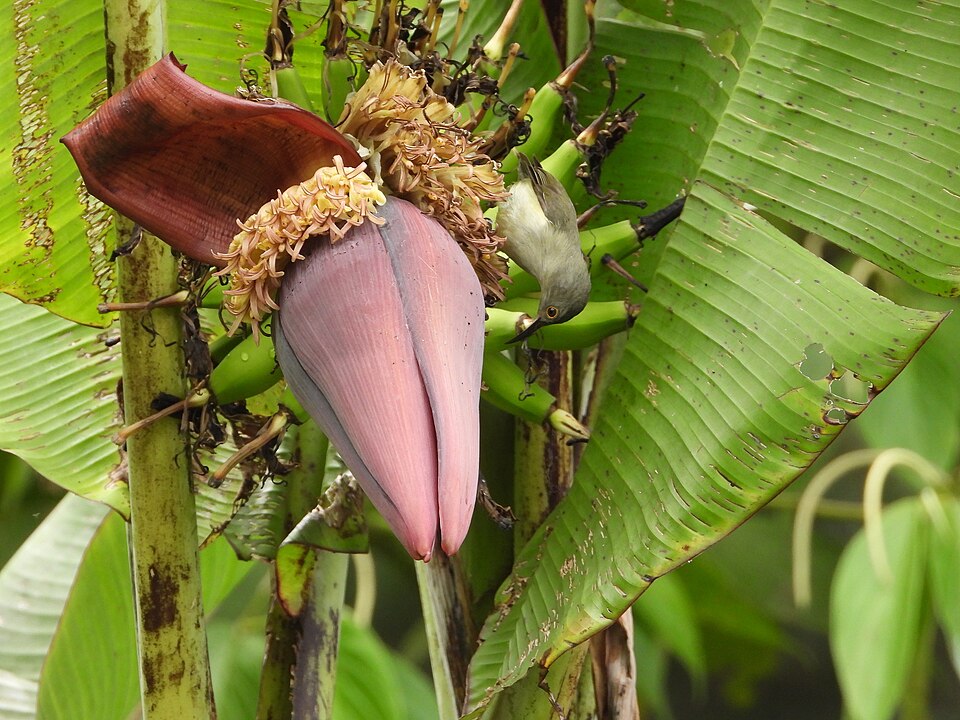 Dwarf Longbill