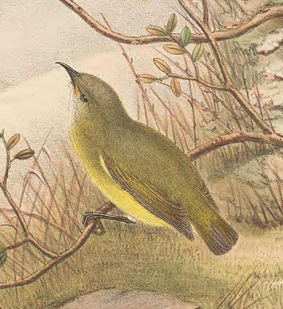 Pygmy Longbill