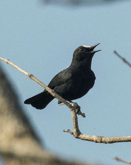 White-fronted Black Chat