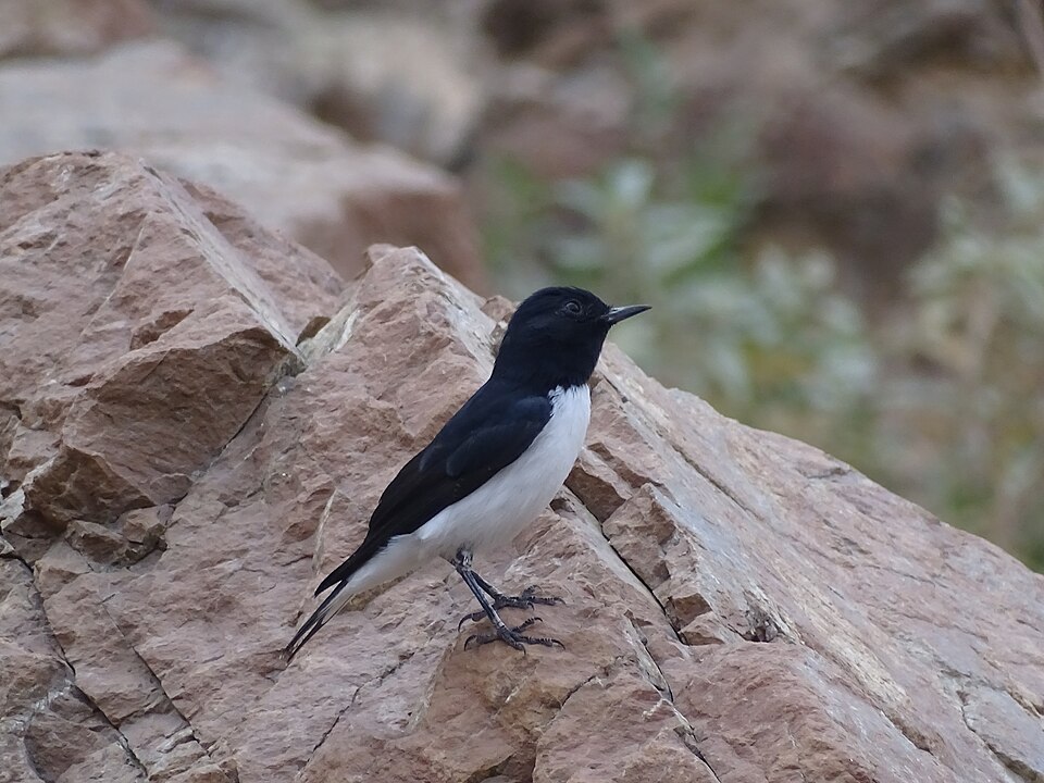 Hume's Wheatear