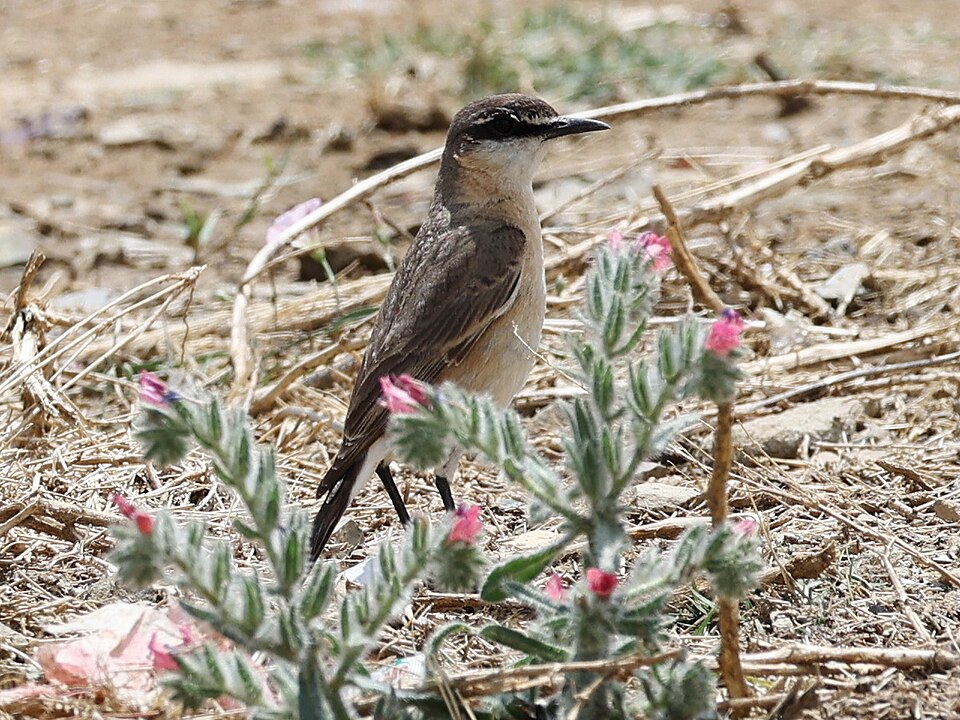 Red-breasted Wheatear