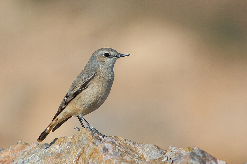 Red-tailed Wheatear