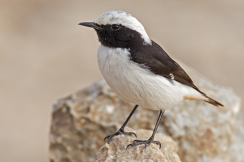 Maghreb Wheatear