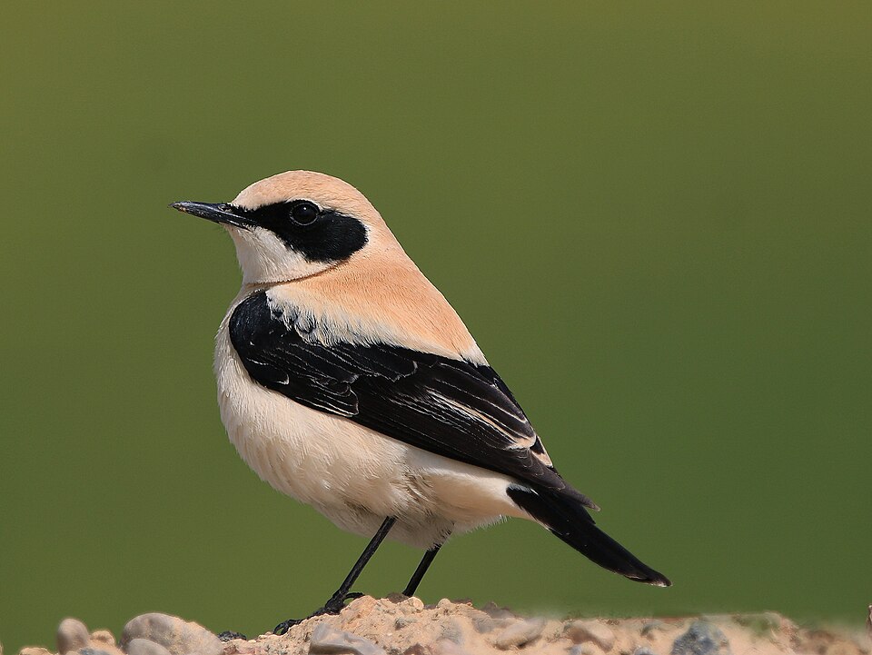 Western Black-eared Wheatear