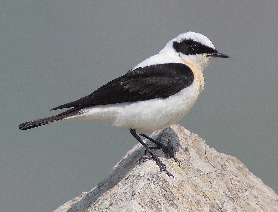 Eastern Black-eared Wheatear