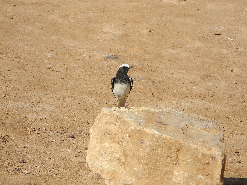 Hooded Wheatear