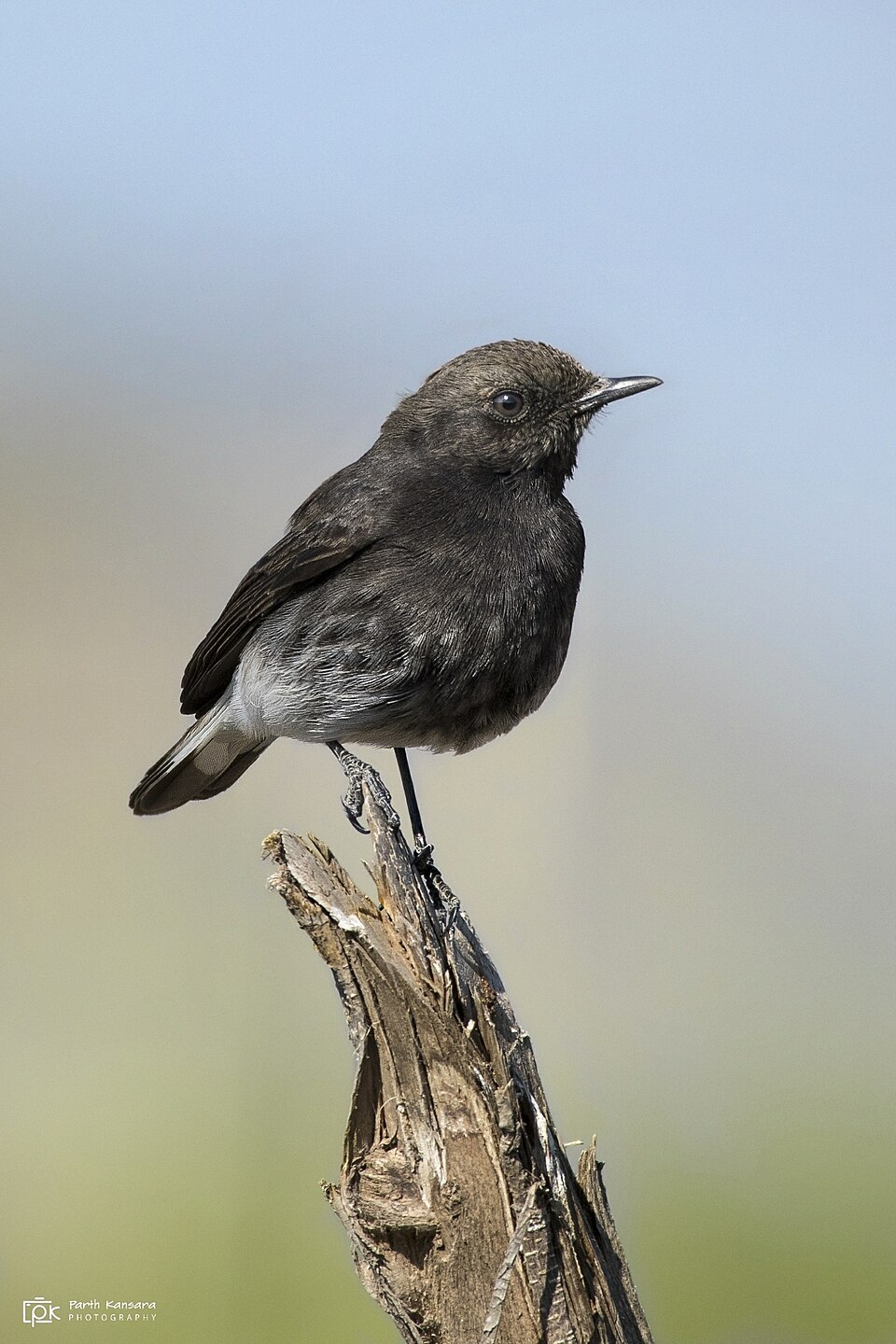 Variable Wheatear