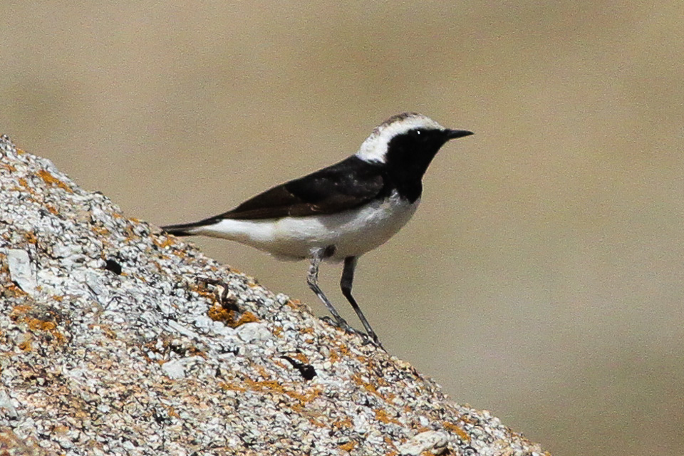 Pied Wheatear
