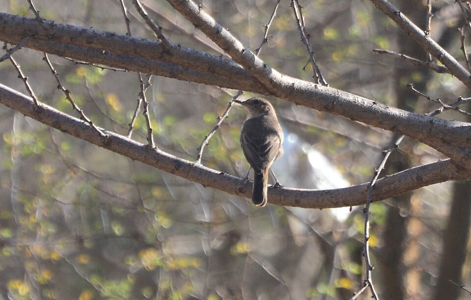 Brown-tailed Rock Chat