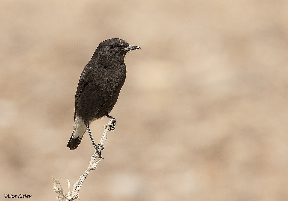 Basalt Wheatear