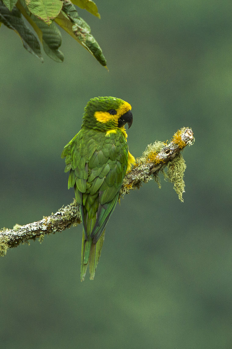 Yellow-eared Parrot