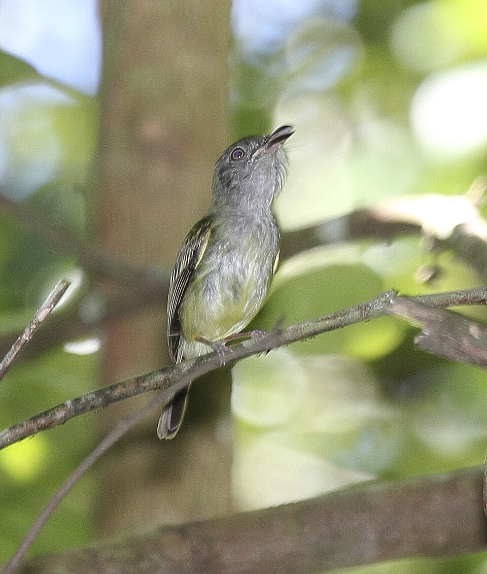 Northern Bentbill