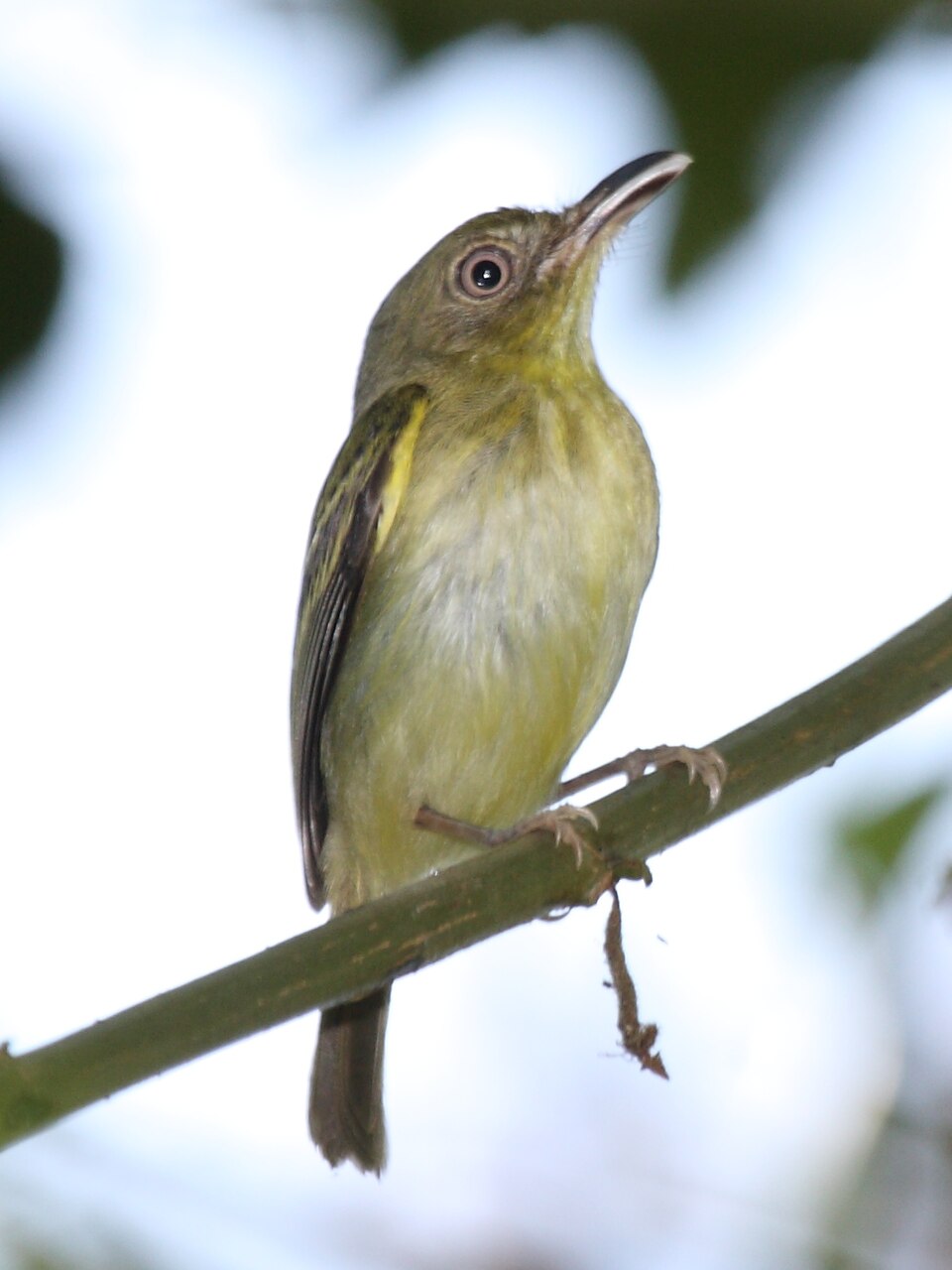 Southern Bentbill