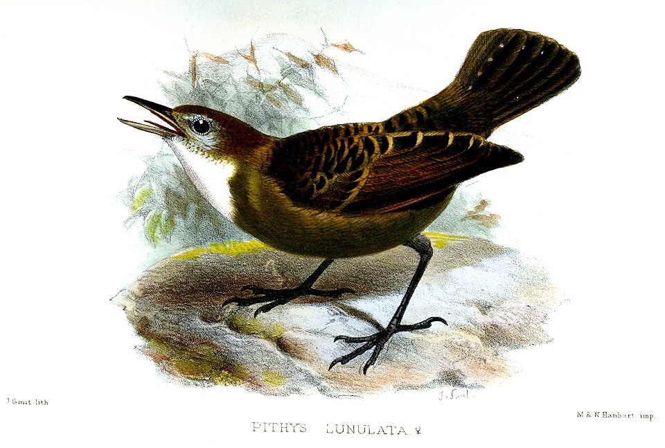Lunulated Antbird