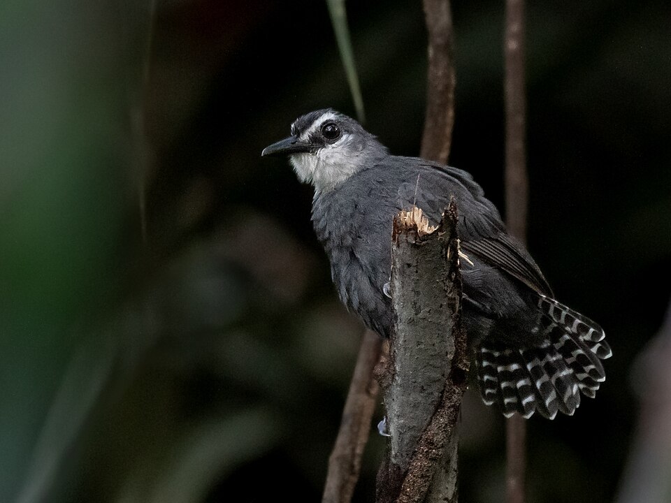White-throated Antbird