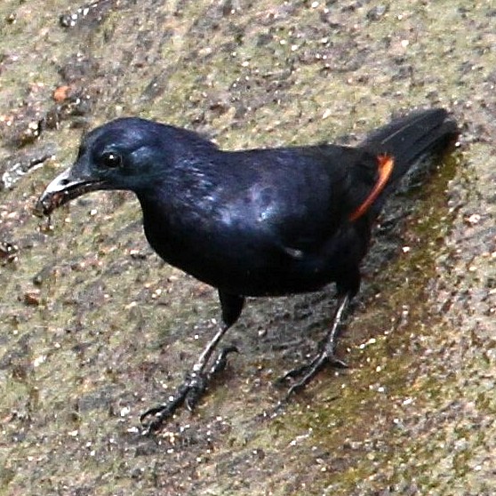 Neumann's Starling