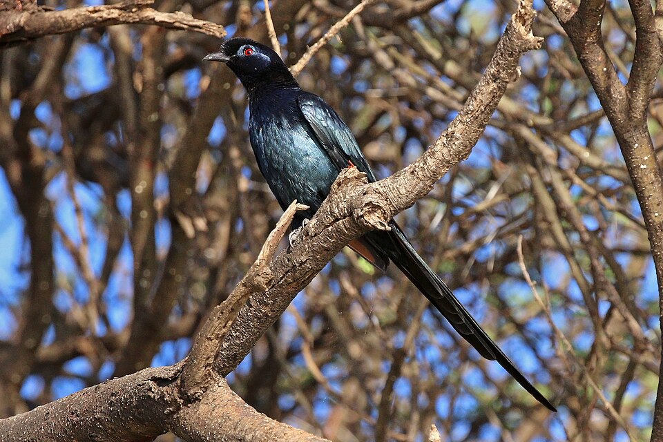 Bristle-crowned Starling