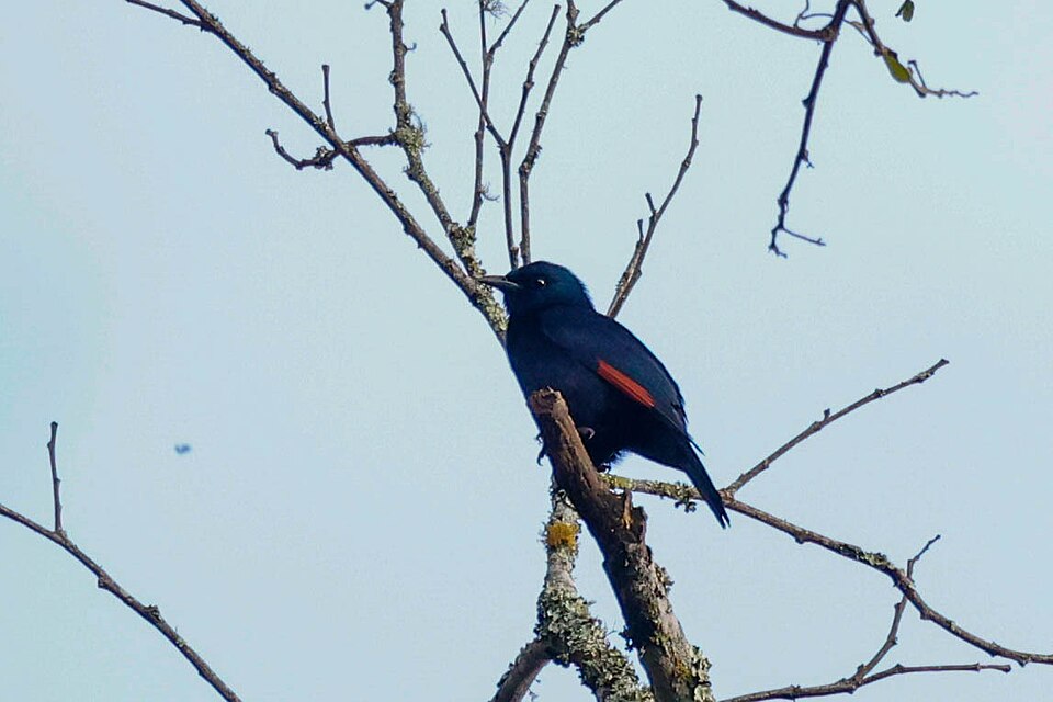 Waller's Starling
