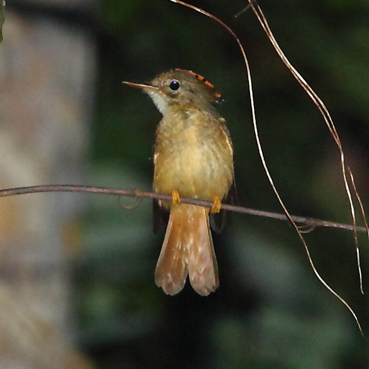 Amazonian Royal Flycatcher